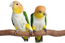 white-bellied-caique